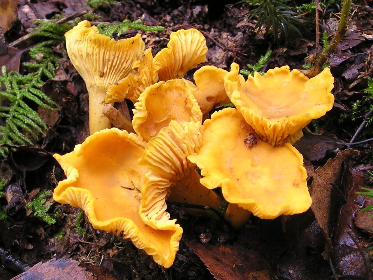 Golden chanterelle mushrooms