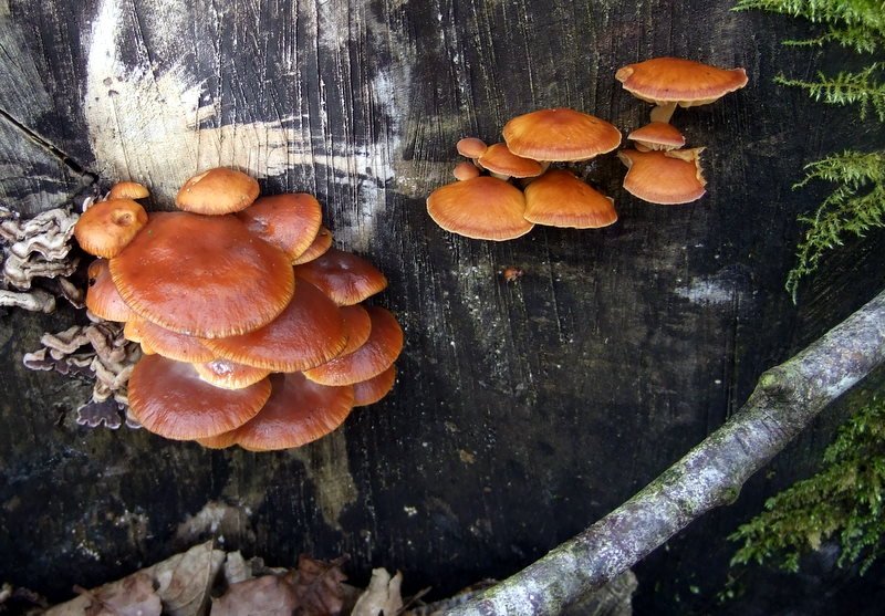 Enoki mushrooms
