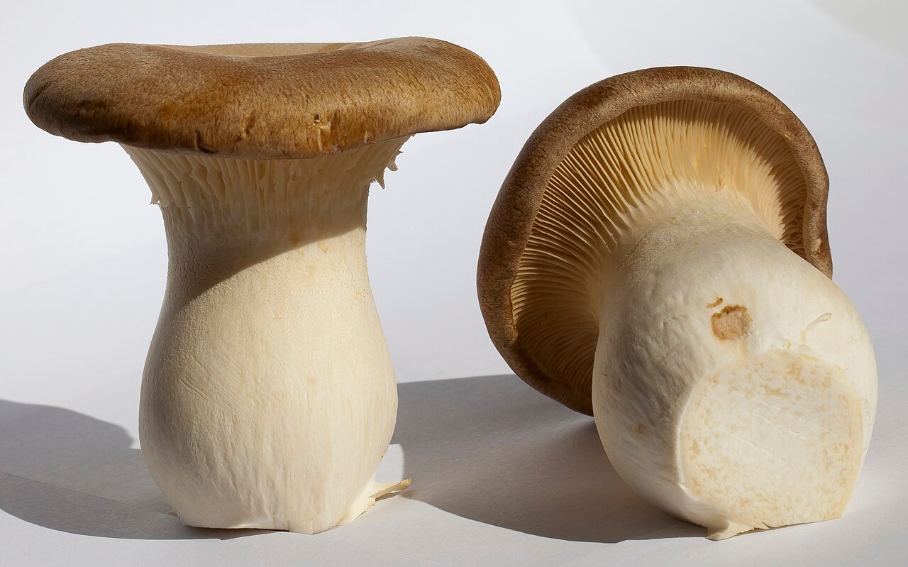 King trumpet mushrooms