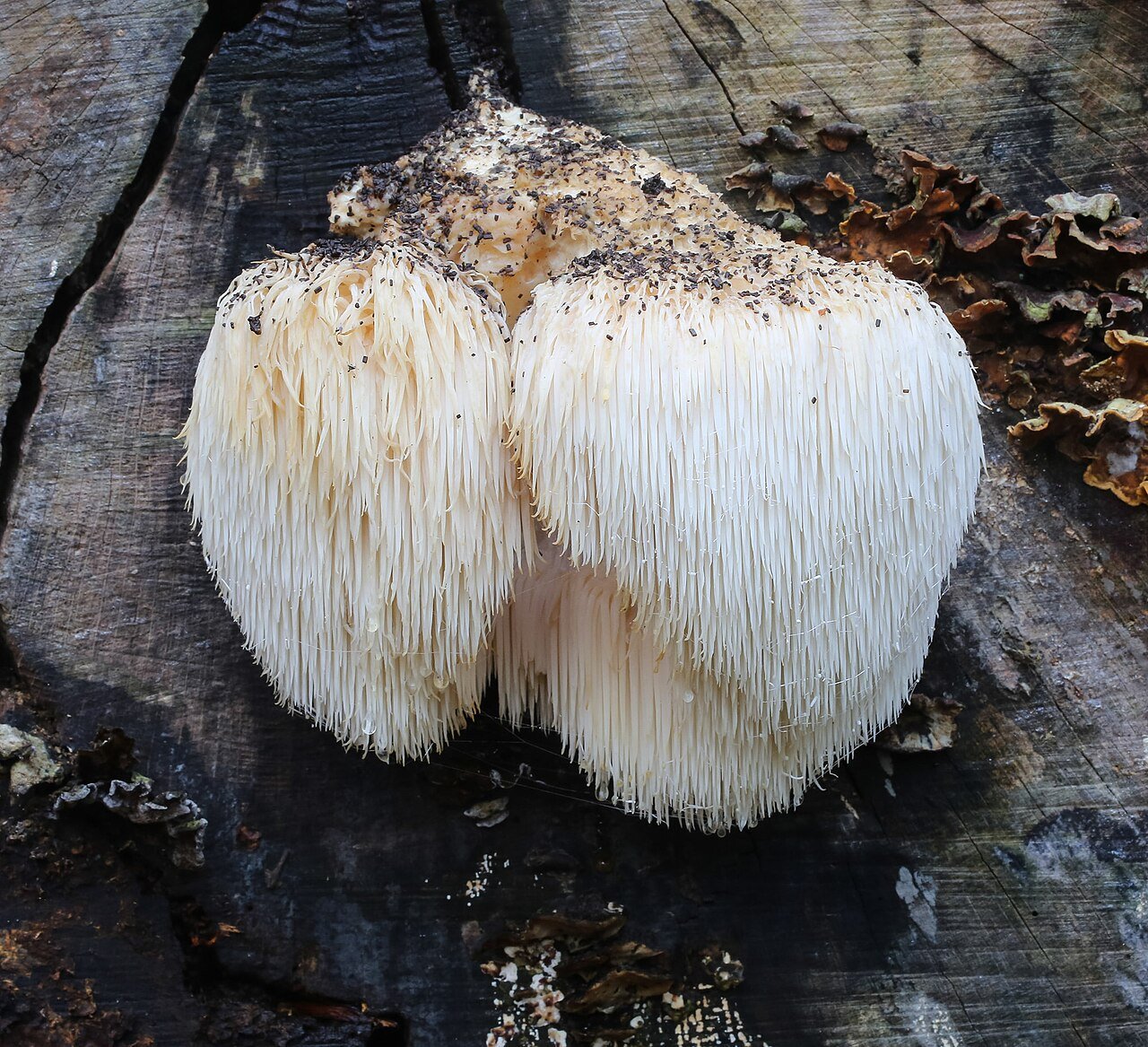 Lion's mane mushroom
