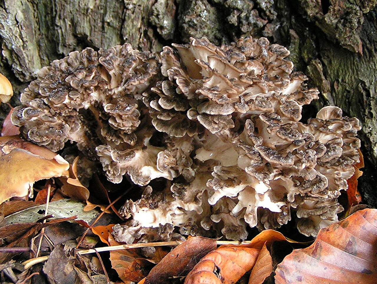 Maitake mushrooms