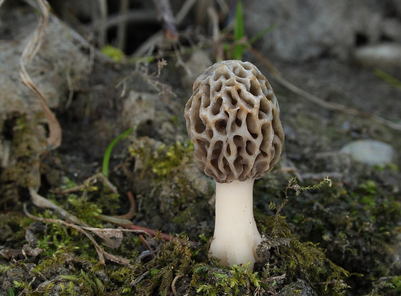 Morel mushrooms