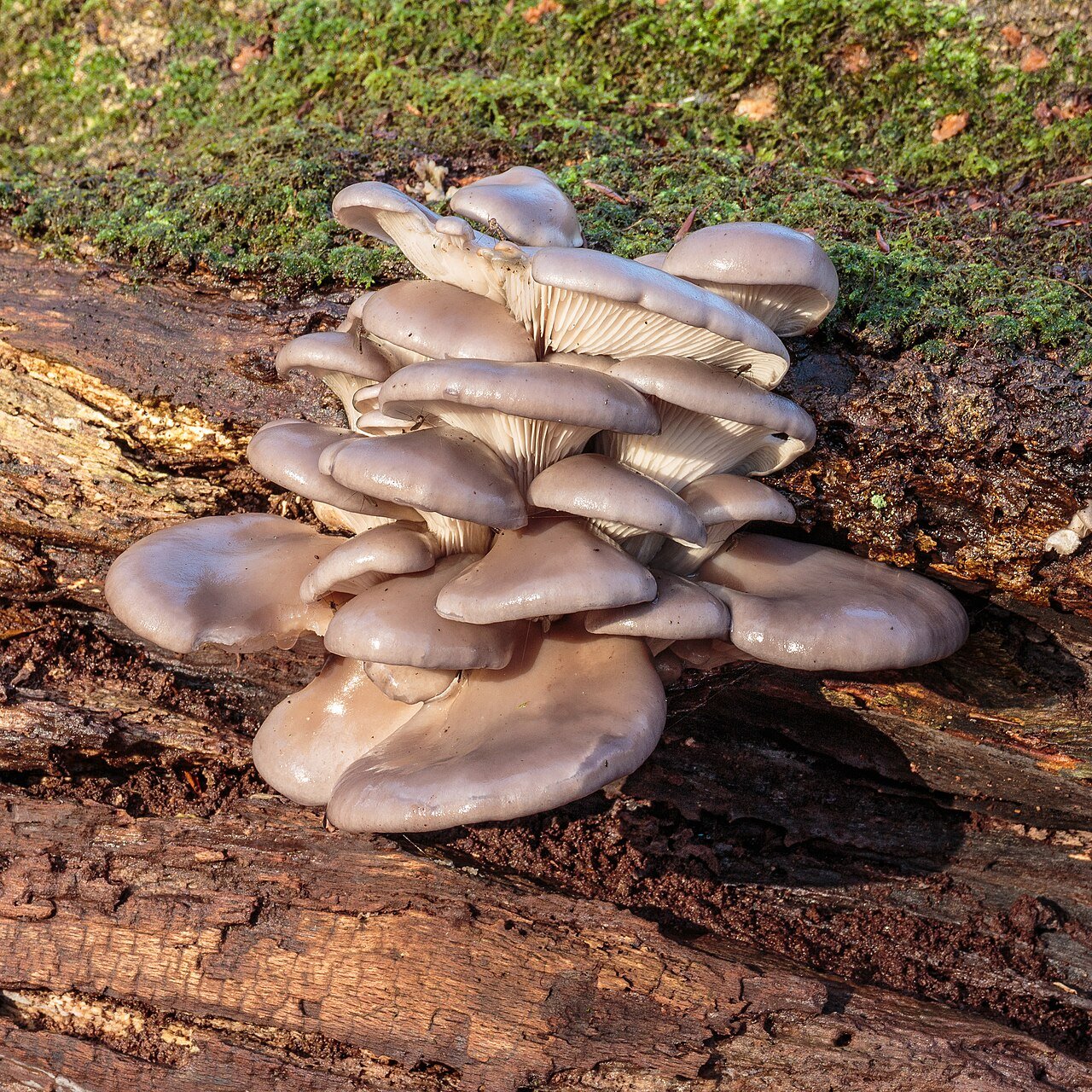 Oyster mushrooms