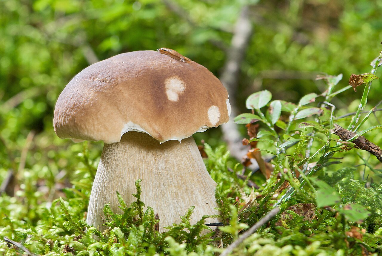 Porcini mushrooms