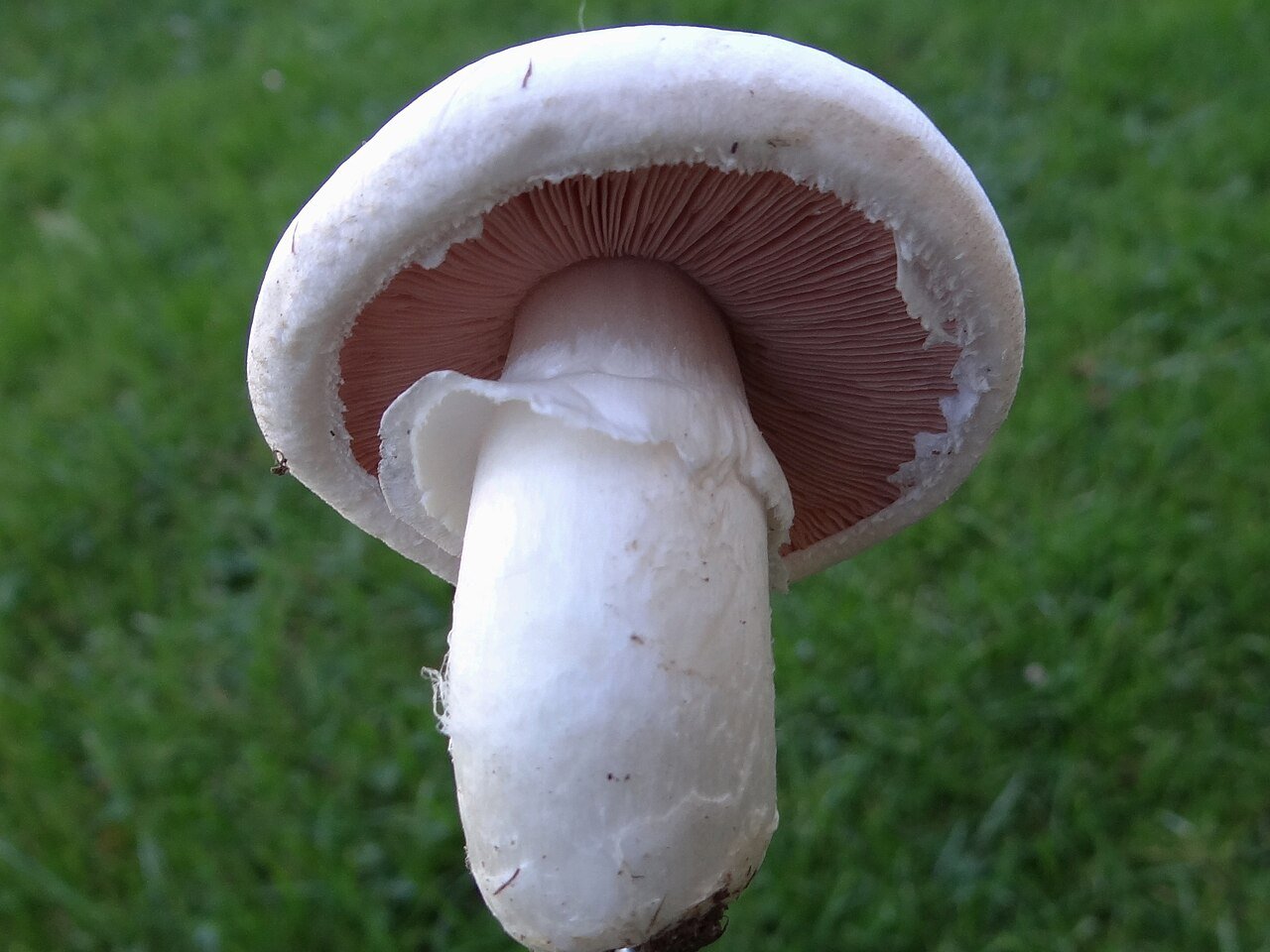 Portabella mushrooms