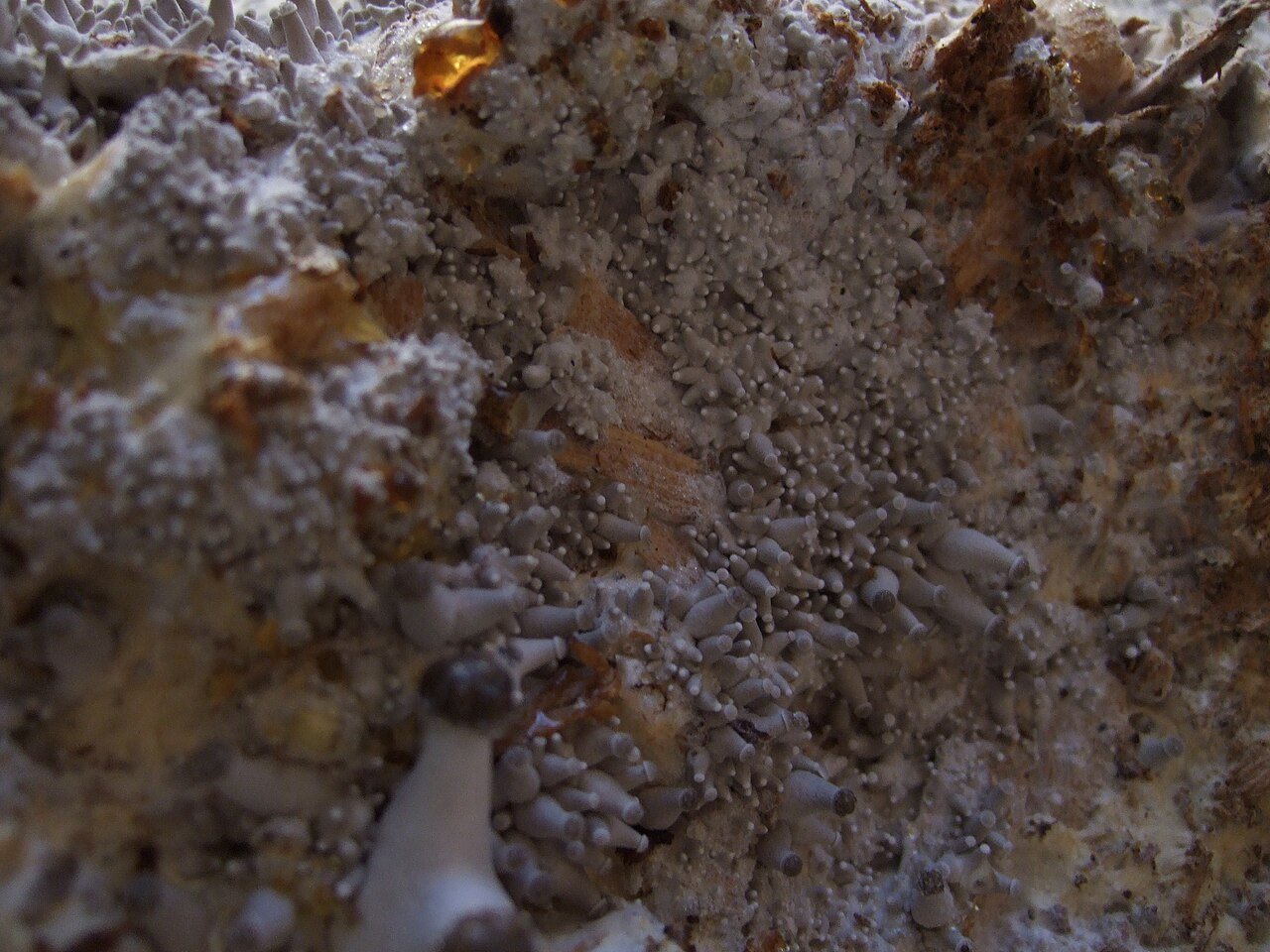 Beech mushrooms